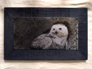 Snowy Owl Study Metal Drawing